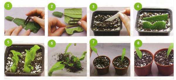 Размножение фиалки из листа пошагово: как размножить и посадить цветок в домашних условиях