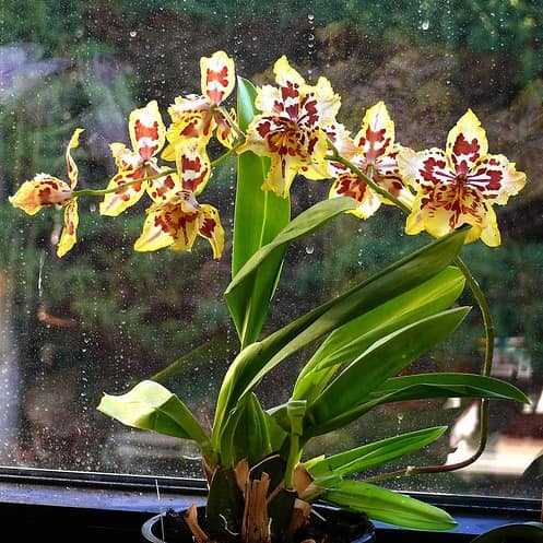 Орхидея камбрия: виды, уход в домашних условиях, пересадка, фото