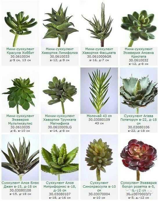 Топ 15 редких видов суккулентов с фото и названием. выбираем растение по душе!