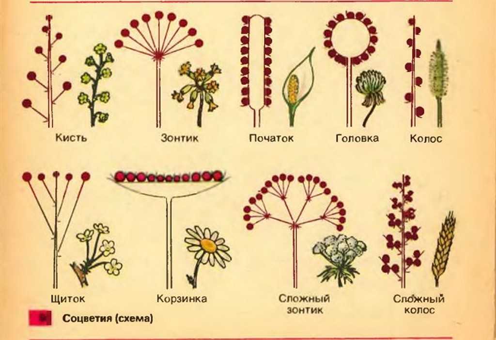 Цветок гвоздика: описание с фото, сорта, особенности разведения и рекомендации по уходу - sadovnikam.ru