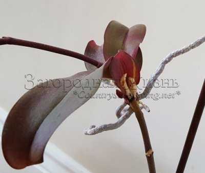 Воздушные корни орхидеи: пересадка и другие варианты