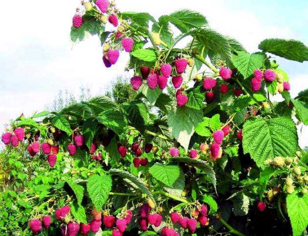 Малина: как выращивать любимую русскую ягоду