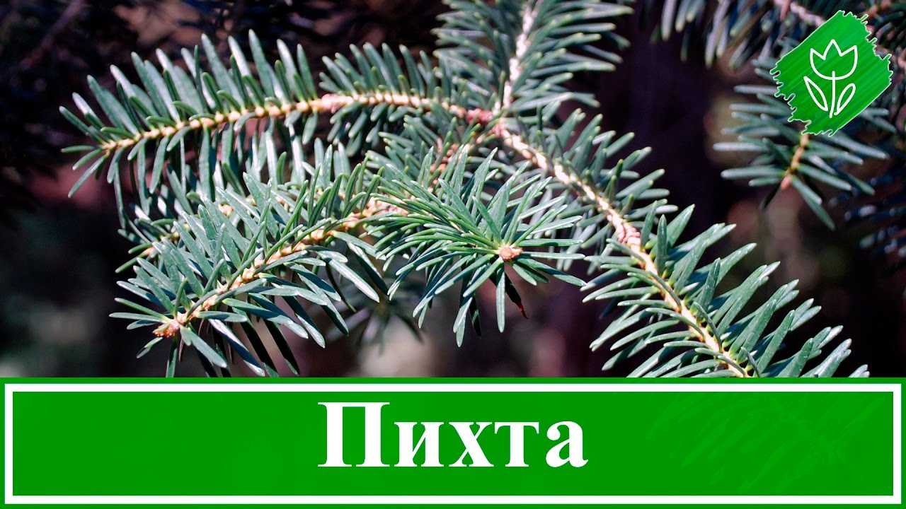 Род пихта (Abies) относится к семейству сосновые В России название такого растения произошло от немецкого слова «Fichte», что в переводе обозначает «ель»