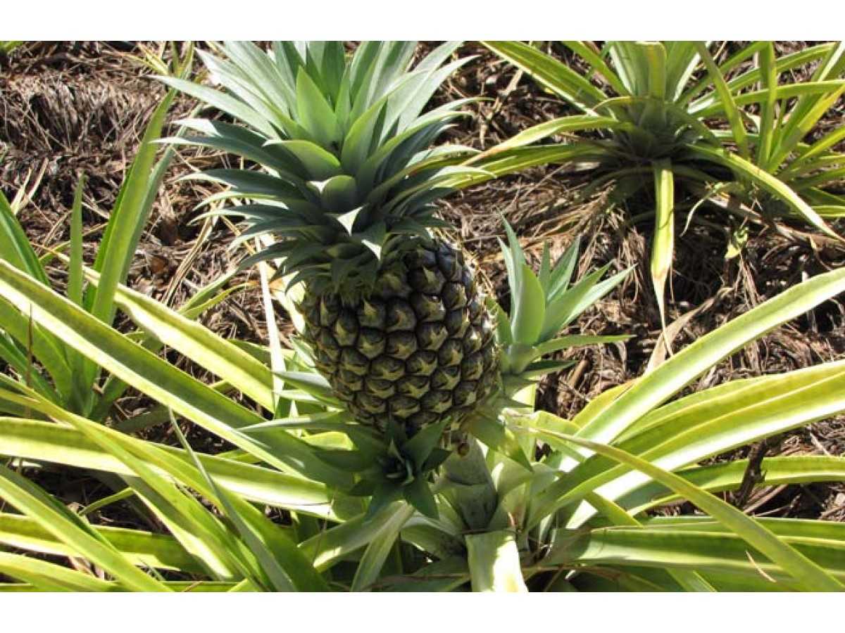 Как правильно ухаживать за комнатным ананасом: особенности и проверенные факты