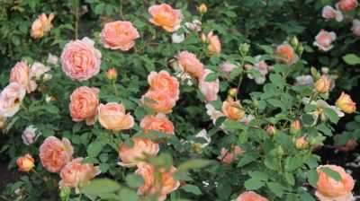 Какие виды роз являются самыми зимостойкими и неприхотливыми в уходе