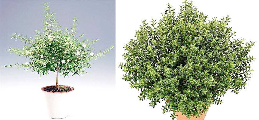 Мирт (миртовое дерево) уход и выращивание в домашних условиях