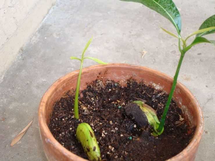 Как вырастить манго из косточки в домашних условиях. мой опыт выращивания мангового дерева.
