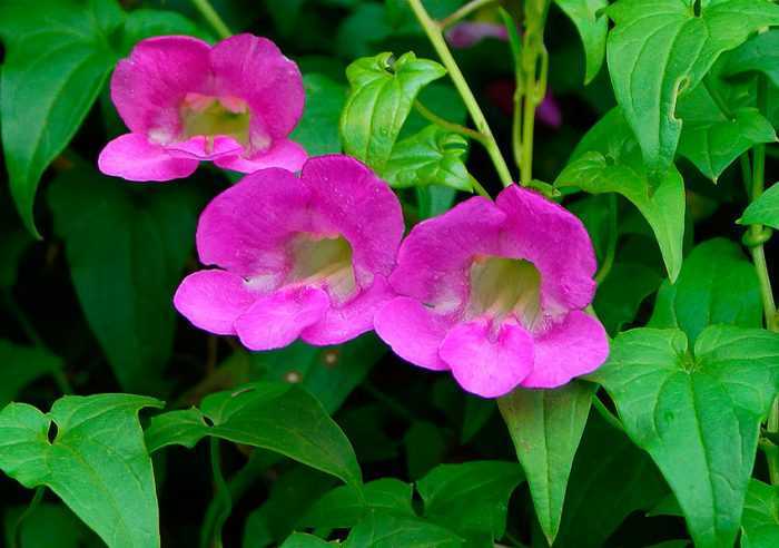 Цветущее растение азарина (Asarina), либо маурандия (Maurandia), представляет собой вьющийся многолетник, относящийся к семейству подорожниковые