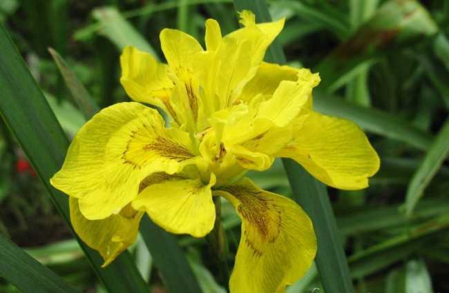 Жёлтый болотный ирис: украшаем сад неприхотливым красавцем
