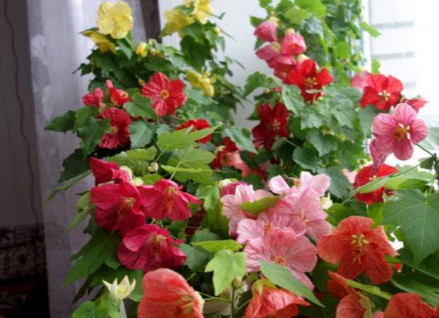 Домашний клен абутилон —  комнатный цветок