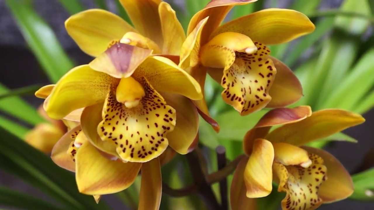 Как цветет орхидея цимбидиум