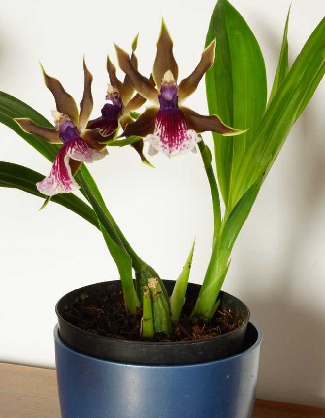 Орхидея камбрия: выращивание в домашних условиях, посадка и уход, пересадка и размножение