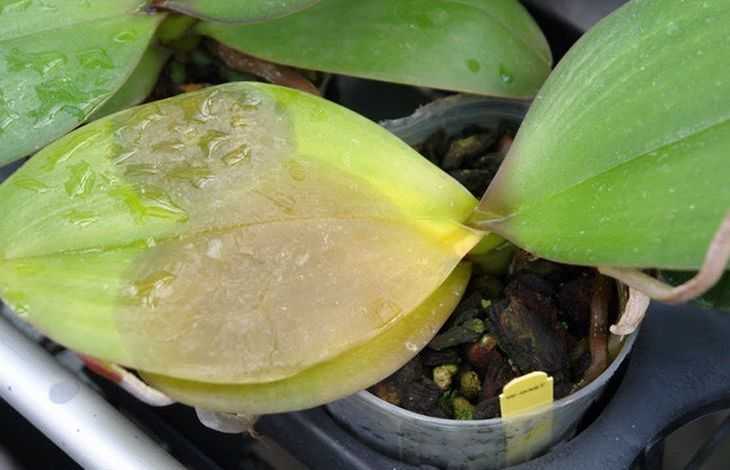 Гниль у орхидей – что делать и как вылечить растение