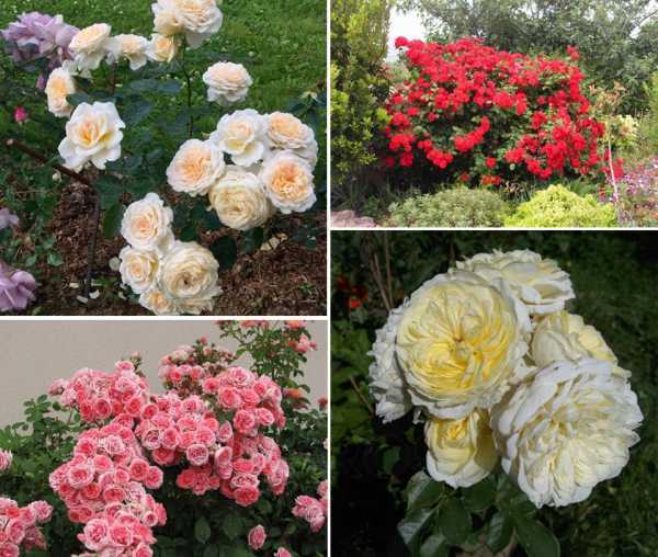 Уход за розами: важные советы для хорошего цветения