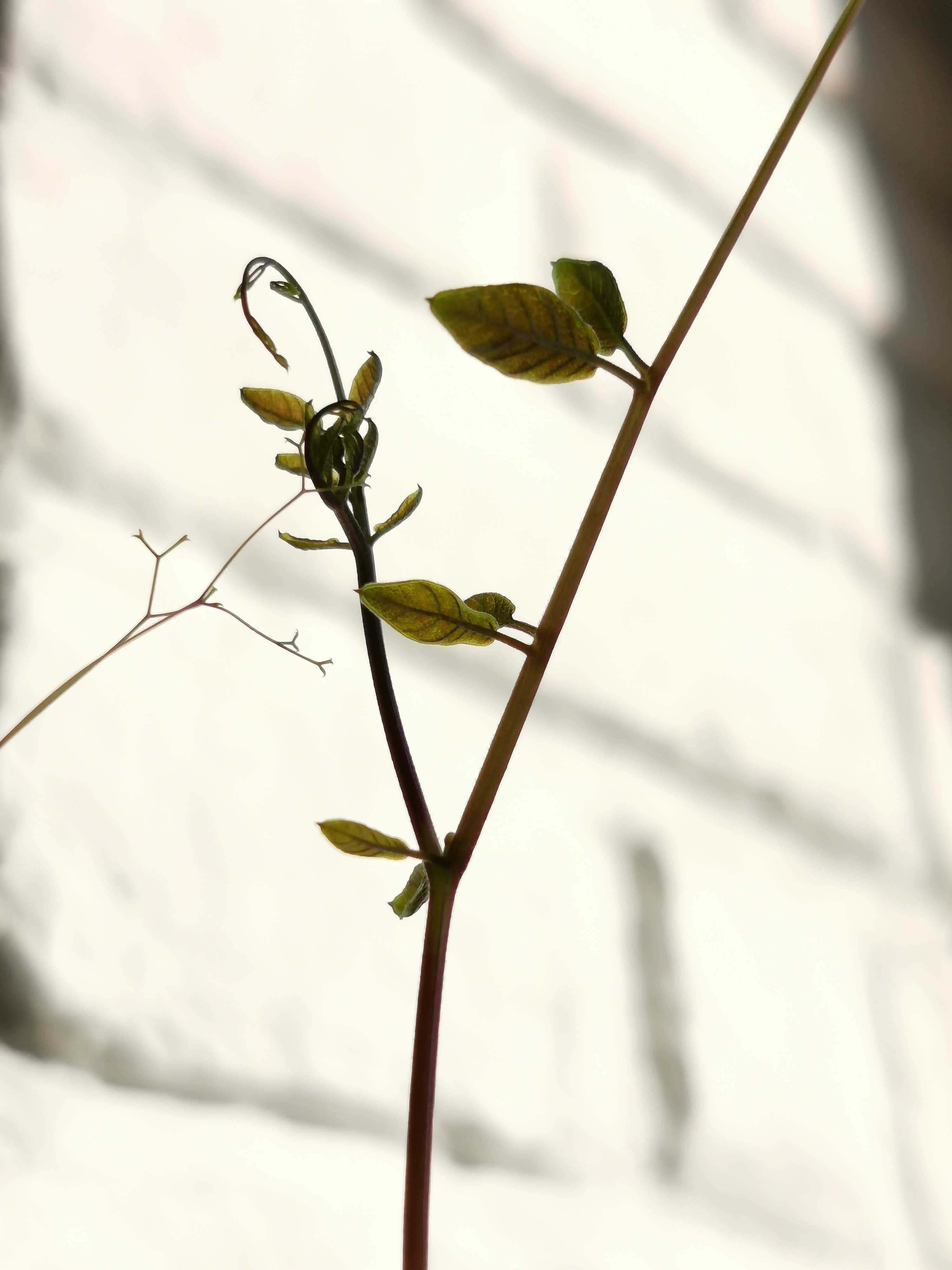 Лилии от-гибриды: лучшие сорта, правила посадки и способы размножения