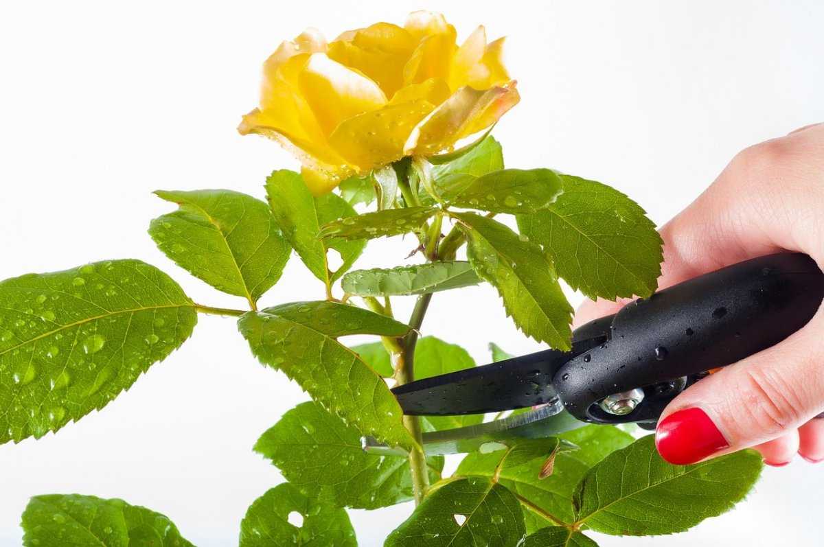 Как обрезать розы после цветения