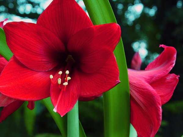 Каким должен быть уход за амариллисом в домашних условиях, чтобы цветок радовал своей красотой?