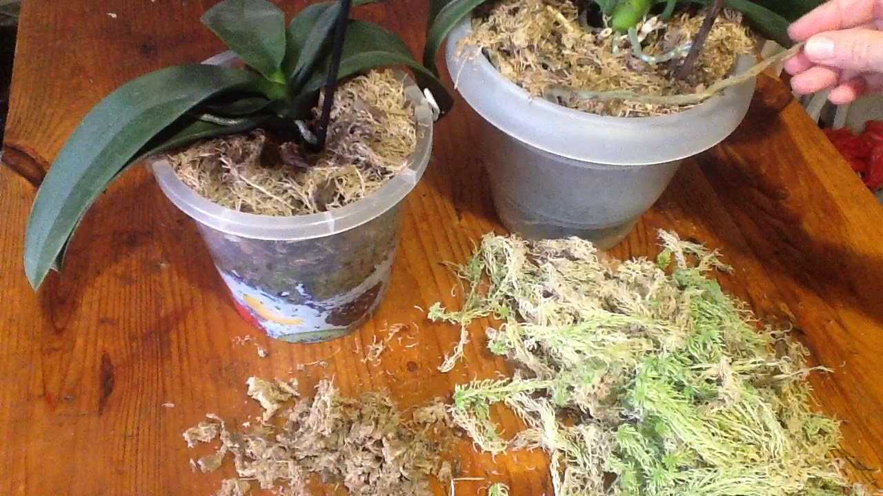 Болотный мох сфагнум: где растет этот мох, как используется такой мох при выращивании комнатных растений