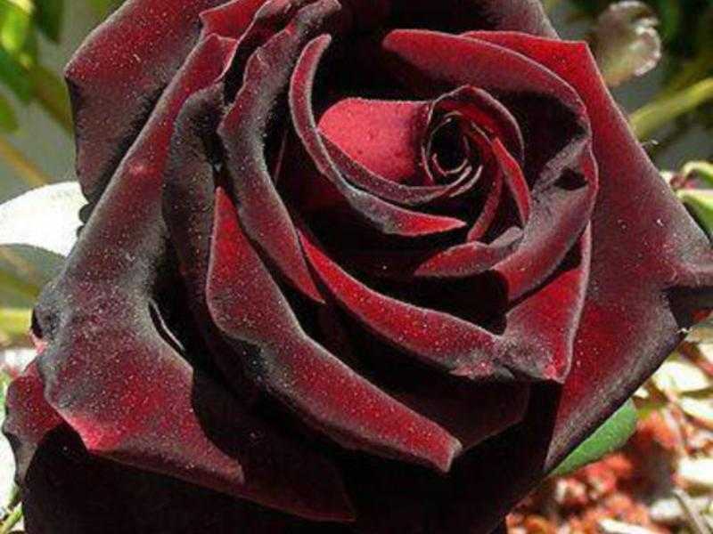 Роза черная магия, фото и описание сорта, посадка, уход и выращивание