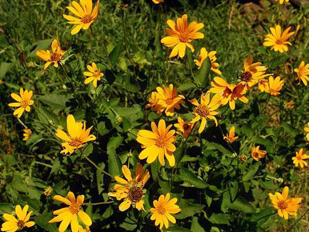 Кореопсис (60 фото): посадка и уход в открытом грунте, красильный, крупноцветковый и ланцетовидный, махровые и желтые сорта