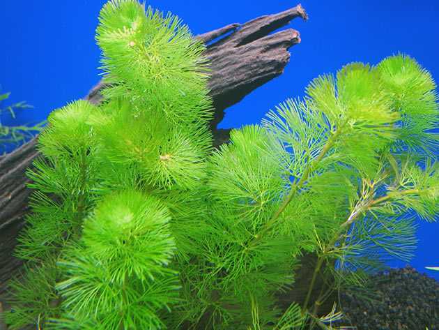 Содержание кабомбы в аквариуме: описание зеленого растения, создание условий для его высадки, уход и виды