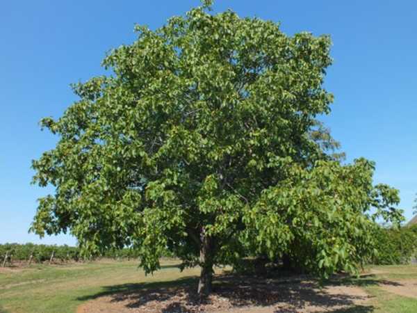 Грецкий орех – дерево жизни - посадка, выращивание и уход - огород, сад, балкон - медиаплатформа миртесен
