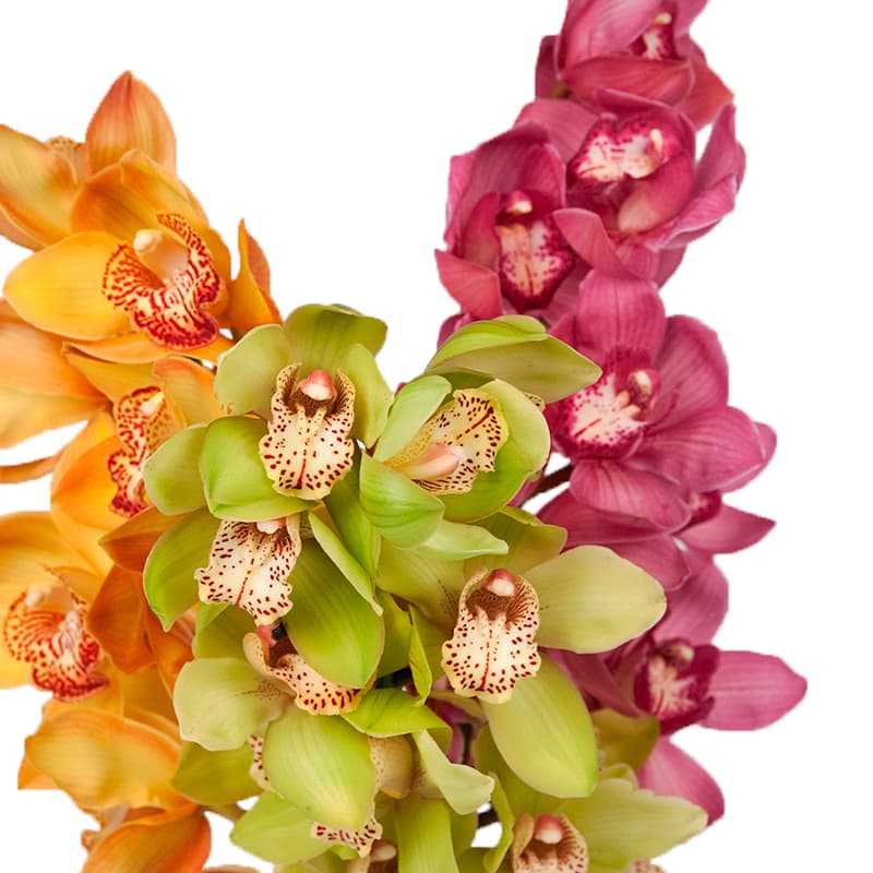Орхидея цимбидиум: уход в домашних условиях, пересадка, болезни и вредители