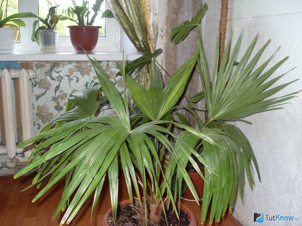 Трахикарпус, выращиваем пальму в домашних условиях