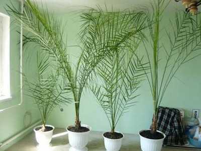 Как вырастить финиковую пальму из косточки: посадка и уход в домашних условиях - sadovnikam.ru
