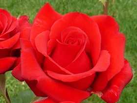 Фото и описание лучших сортов роз