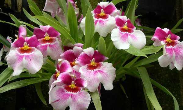 Мильтония (45 фото): советы по уходу за орхидеей в домашних условиях, пересадка цветка, виды и их названия
