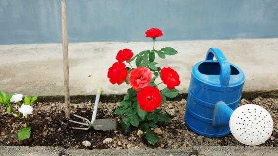 Чем подкормить розы в августе - лучшая схема из двух подкормок | советы садоводам
