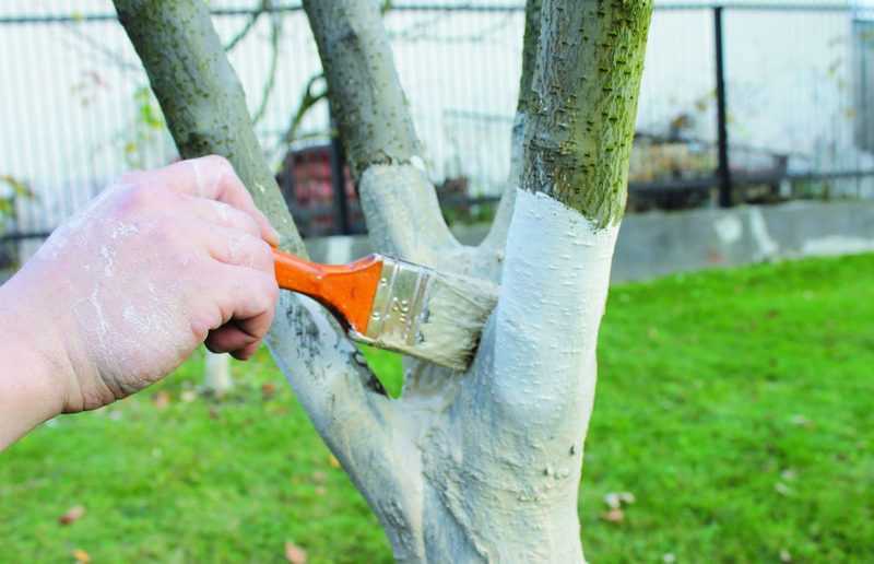 Побелка для деревьев: составы, сроки и технология применения