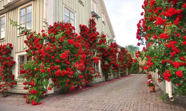Главное украшение сада — плетистая роза дон жуан: описание с фото и выращивание