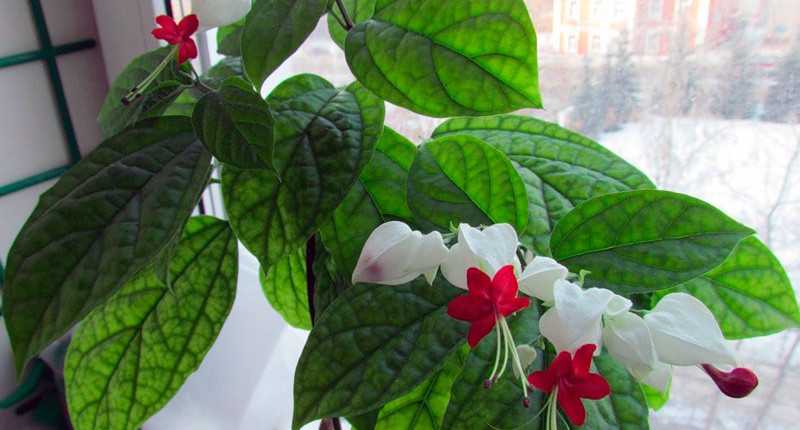 Почему не цветет клеродендрум? уход в домашних условиях. фото — ботаничка.ru