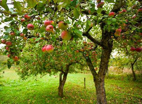 Обрезка молодых яблонь, когда и как лучше ее делать, в том числе для начинающих, а также особенности формирования кроны