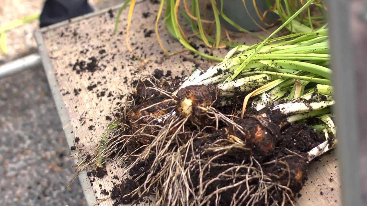 Где и как хранить луковицы тюльпанов зимой в домашних условиях