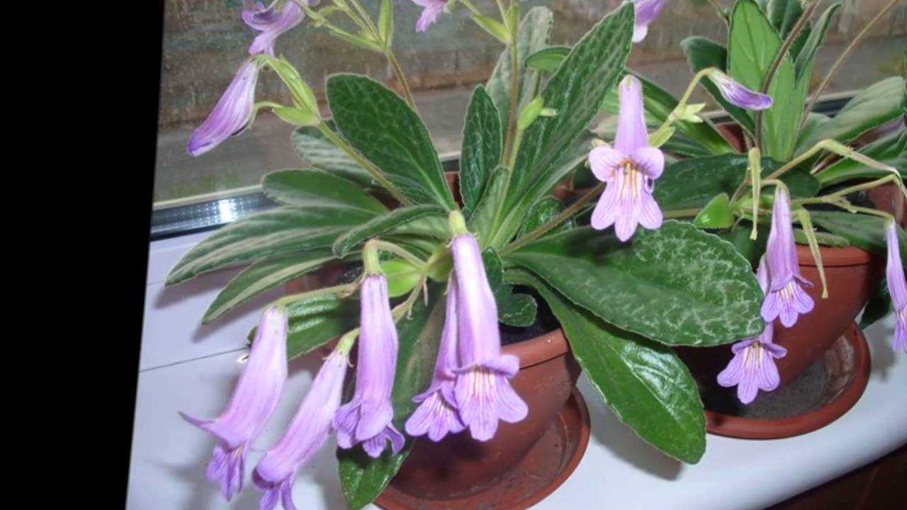Хирита - фото цветка, уход в домашних условиях, размножение комнатного растения