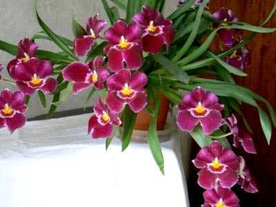 Мильтония – уход в домашних условиях. выращивание орхидеи мильтонии, пересадка и размножение. описание, виды. фото