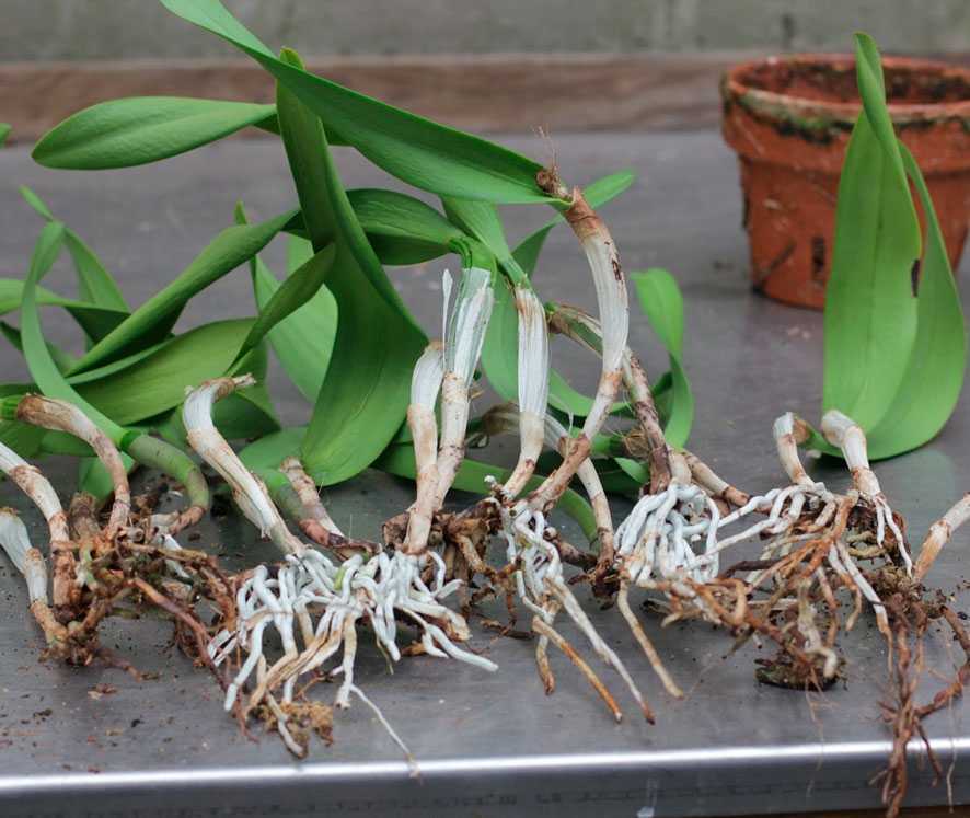 Орхидея каттлея — уход в домашних условиях