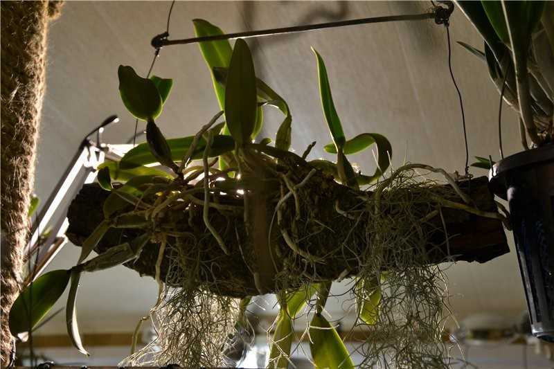 Уход за орхидеей в домашних условиях – как ухаживать, поливать, пересадить?
