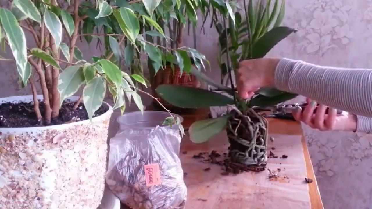 Размножение орхидей черенками в домашних условиях с фото: как развести цветок из цветоноса, пошаговый уход в мхе, видео-инструкции от специалистов