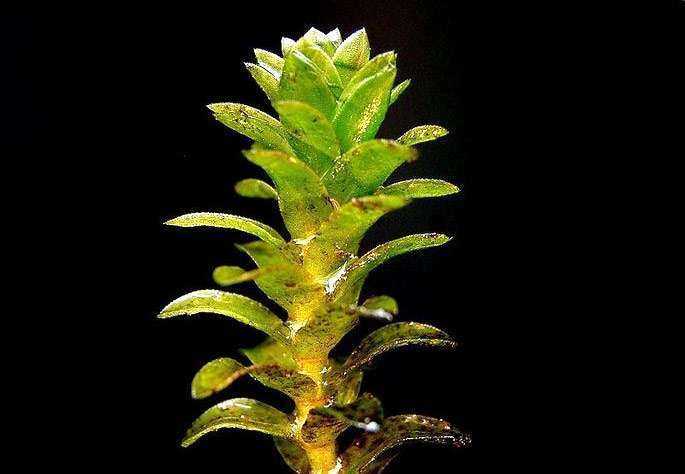 Людвигия аквариумное растение: содержание, виды, фото-видео обзор