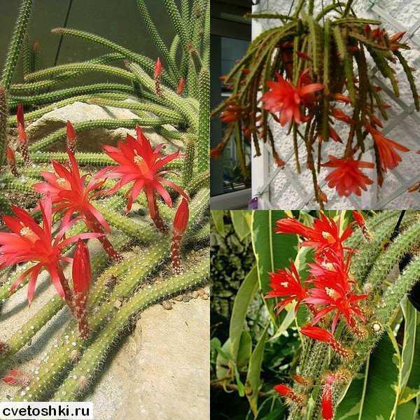 Красивые кактусы: фото цветущих суккулентов, выращивание и уход в домашних условиях  - 42 фото