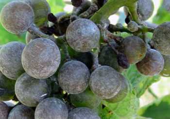 Отчего на винограде появляется милдью и как бороться с этой болезнью?