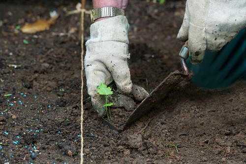 Эритрониум (кандык): выращивание и уход в саду