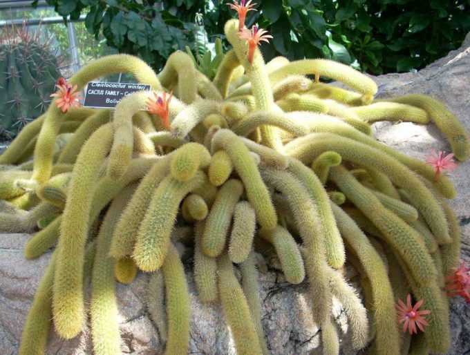 Род кактуса клейстокактус: особенности ухода за растением