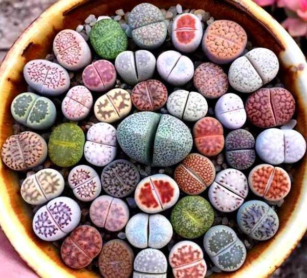 Эти удивительные растения называют живыми камнями Но что они такое на самом деле Где их родина Трудно ли их вырастить в домашних условиях