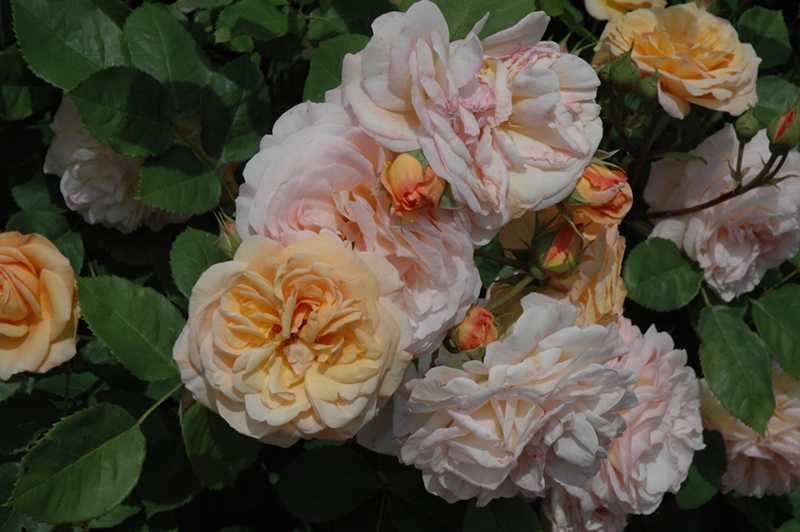 Роза английская шарлотта: особенности выращивания сорта на садовом участке