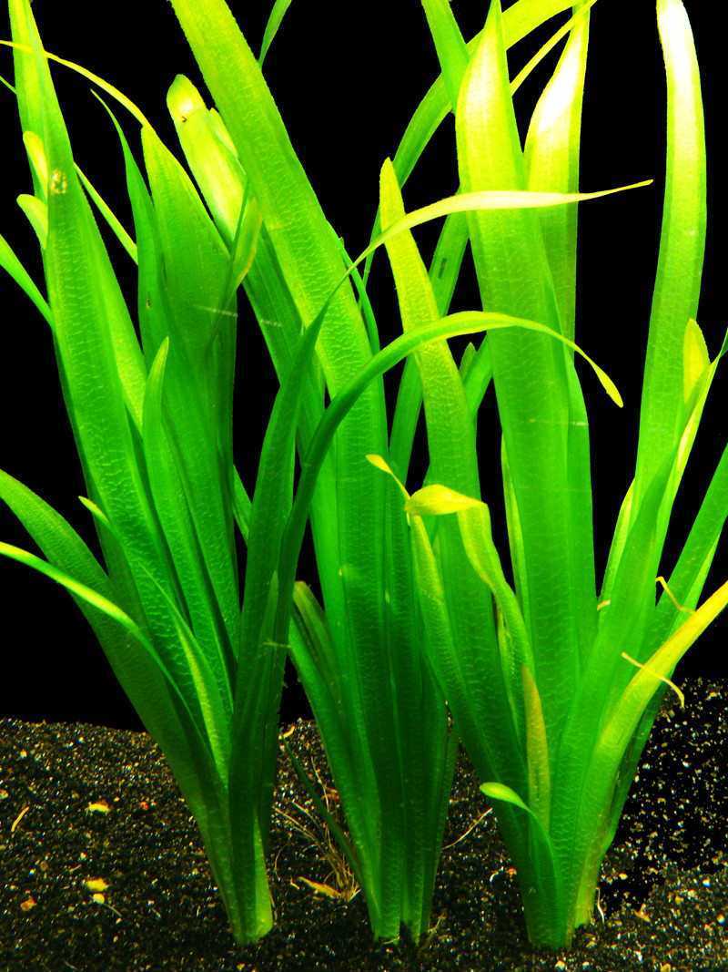 Растение валлиснерия: содержание, размножение, удобрения, почему не растет